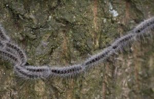 Bestrijden van de eikenprocessierups