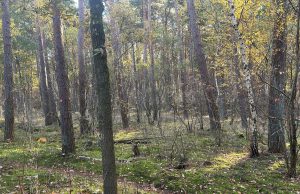 Werkzamheden Korte Duinen