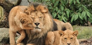 DierenPark verhuist leeuwinnen