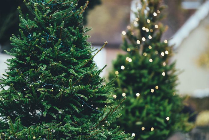 Ophalen kerstboom RMN