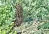 Enorme kolonie honingbijen