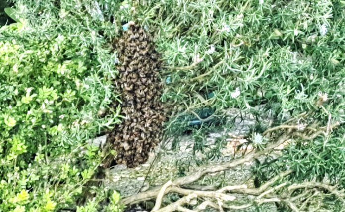 Enorme kolonie honingbijen