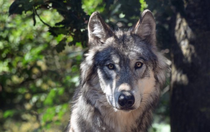 Wolf gespot nabij Kozakkenput