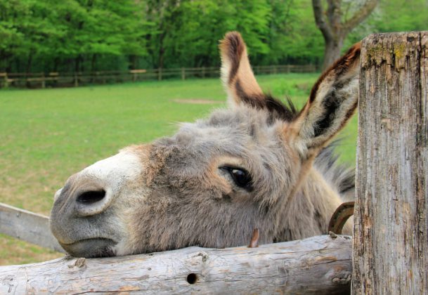 Open Dag bij de Ezel Sociëteit - Nieuws uit Soesterberg