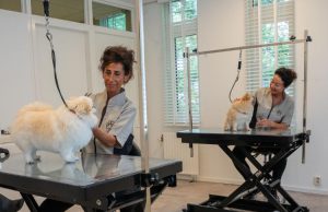 Honden krijgen luxe behandeling