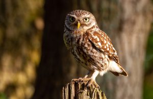Leer alles over de wijze uilen van Soest Foto: Peter van der Wijst - Leer alles over de wijze uilen van Soest