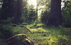 De Soester duinen in de duisternis De Soester duinen in de duisternis
