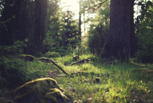 De Soester duinen in de duisternis De Soester duinen in de duisternis