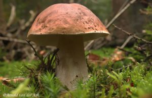 Paddenstoelen in het Oude Tempelbos Foto: Arnold van der Ark - Paddenstoelen in het Oude Tempelbos