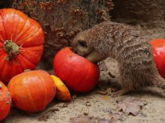 Stokstaartjes vieren Halloween in DierenPark