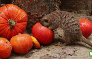 Stokstaartjes vieren Halloween in DierenPark