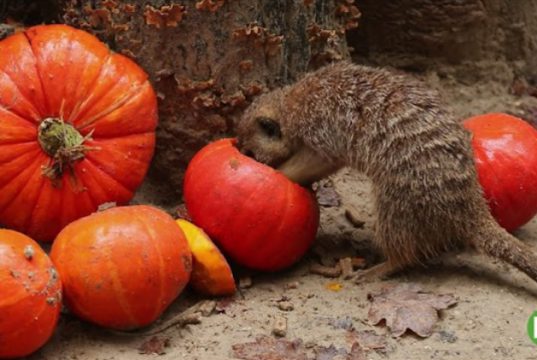 Stokstaartjes vieren Halloween in DierenPark