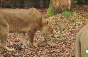 Naya en Zola verkennen buitenverblijf