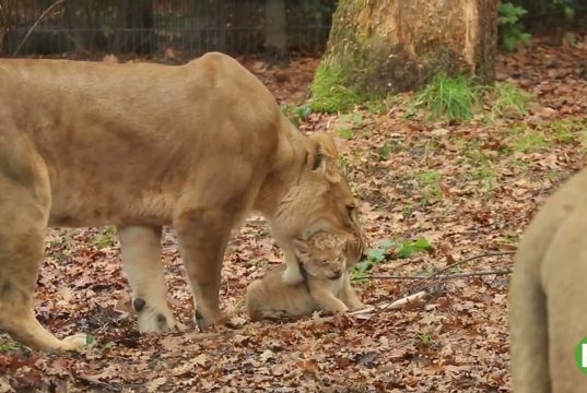 Jonge leeuwenwelpen ontdekken buitenverblijf