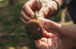 Gemeente Soest scherpt regels aan voor plukken en sprokkelen Gemeente Soest scherpt regels aan voor plukken en sprokkelen