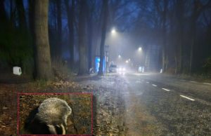 Beschermde das doodgereden op Tempellaan Beschermde das doodgereden op Tempellaan