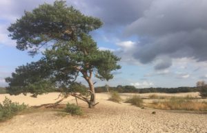 Schilder mee aan unieke expositie Schilder mee aan unieke expositie