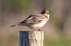 Landingsbaan Soesterberg weer open Vliegbasis Soesterberg wederom afgesloten voor publiek