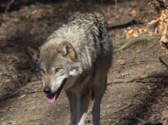 Significante daling aantal wolvenincidenten rond Soesterberg Significante daling aantal wolvenincidenten rond Soesterberg