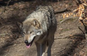 Significante daling aantal wolvenincidenten rond Soesterberg Significante daling aantal wolvenincidenten rond Soesterberg