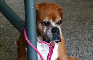 Onrust over aanlijnplicht rondom Soesterberg Onrust over aanlijnplicht rondom Soesterberg