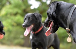 Nieuwe verordening voor hondeneigenaren in Soest en Soesterberg Nieuwe verordening voor hondeneigenaren in Soesterberg