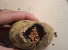 Giftige tennisballen gevonden in het Oude Tempelbos Foto: Facebook - Giftige tennisballen gevonden in het Oude Tempelbos