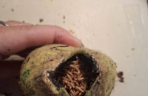 Giftige tennisballen gevonden in het Oude Tempelbos Foto: Facebook - Giftige tennisballen gevonden in het Oude Tempelbos