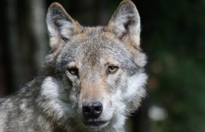 Wolf sleurt kind mee in het bos Wolf Bram mag toch afgeschoten worden