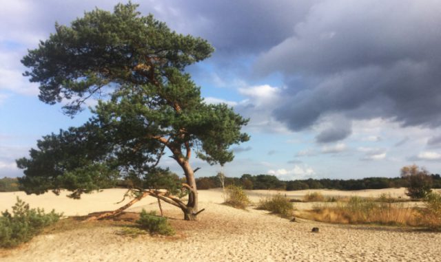 Burgemeester opent tentoonstelling Geopark