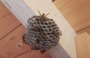 Ook dit jaar weer een wespentelling Ook dit jaar weer een wespentelling