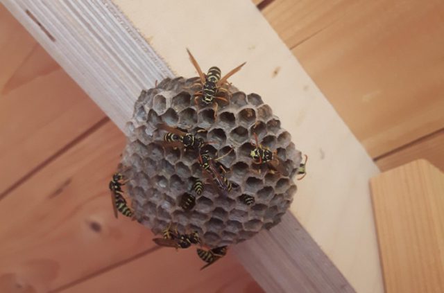 Ook dit jaar weer een wespentelling