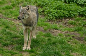Wolf Bram vormt een gevaar voor mensen Wolf Bram vormt een gevaar voor mensen