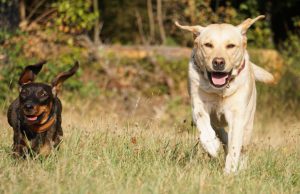 Aanlijnplicht honden binnenkort voorbij Aanlijnplicht honden binnenkort voorbij