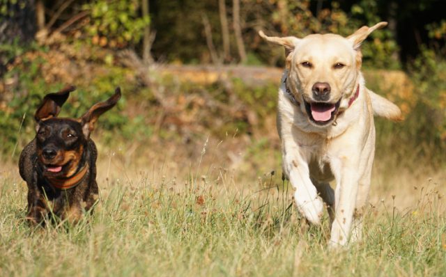 Aanlijnplicht honden binnenkort voorbij