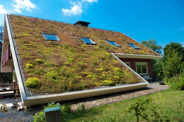 Foto subsidie groene daken