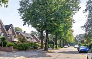 Grote onvrede over luizen in bomen Soesterberg Foto: Wels - Grote onvrede over bomen Winkelmanstraat Soesterberg