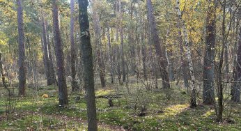 Werkzamheden Korte Duinen