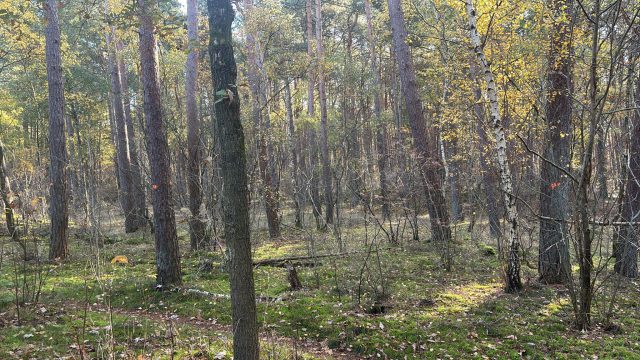 Beeld bij onderhoud bos