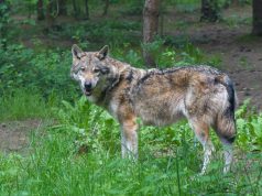 Wolf doodgeschoten op Utrechtse Heuvelrug Wolf doodgeschoten op Utrechtse Heuvelrug