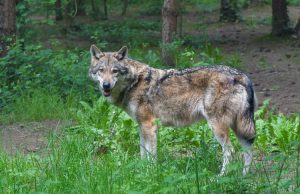 Wolf doodgeschoten op Utrechtse Heuvelrug Wolf doodgeschoten op Utrechtse Heuvelrug