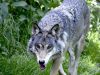 Definitief afschot Bram de wolf stelt ook Soesterberg gerust Foto: Ter illustratie - Definitief afschot Bram de wolf stelt ook Soesterberg gerust