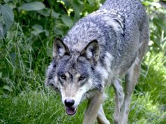 Definitief afschot Bram de wolf stelt ook Soesterberg gerust Foto: Ter illustratie - Definitief afschot Bram de wolf stelt ook Soesterberg gerust