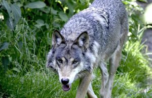 Definitief afschot Bram de wolf stelt ook Soesterberg gerust Foto: Ter illustratie - Definitief afschot Bram de wolf stelt ook Soesterberg gerust