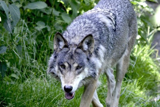 Definitief afschot Bram de wolf stelt ook Soesterberg gerust Foto: Ter illustratie - Definitief afschot Bram de wolf stelt ook Soesterberg gerust