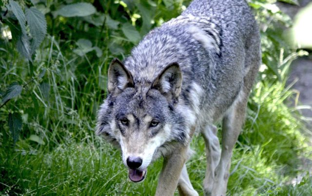 Foto: Ter illustratie - Definitief afschot Bram de wolf stelt ook Soesterberg gerust