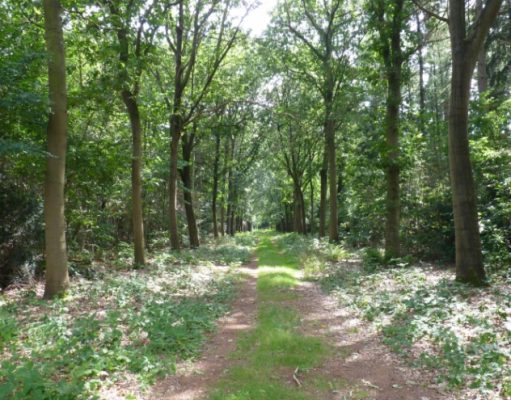 Partij voor de Dieren wil ook Oude Tempel Soesterberg behouden Partij voor de Dieren wil Oude Tempel Soesterberg behouden