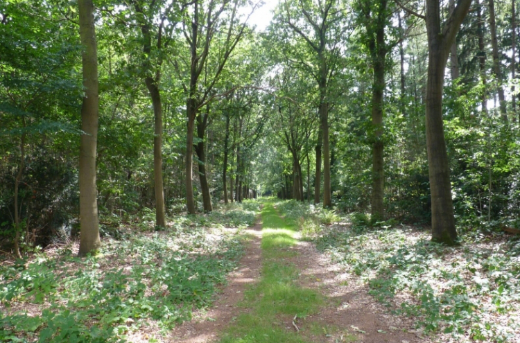 Partij voor de Dieren wil ook Oude Tempel Soesterberg behouden