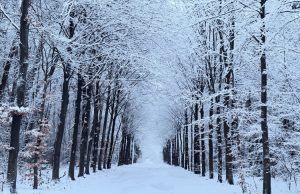 Soesterberg ontwaakt in een winters sprookje Foto: Oude Tempelbos - Soesterberg ontwaakt in een winters sprookje