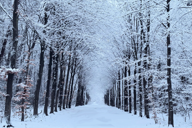 Soesterberg ontwaakt in een winters sprookje